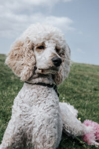 pets session in Aberdeen