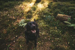 pets session in Aberdeen
