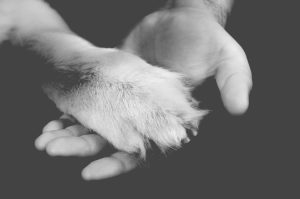 pets session in Aberdeen