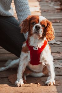 pets session in Aberdeen