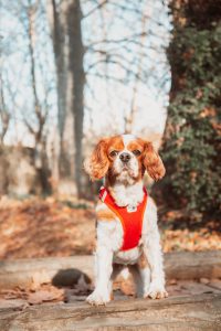 pets session in Aberdeen